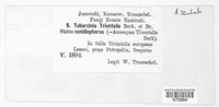 Tuburcinia trientalis image